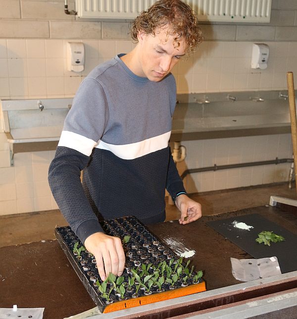 Groeiplug voor planten